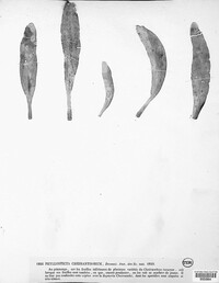 Phyllosticta cheiranthorum image